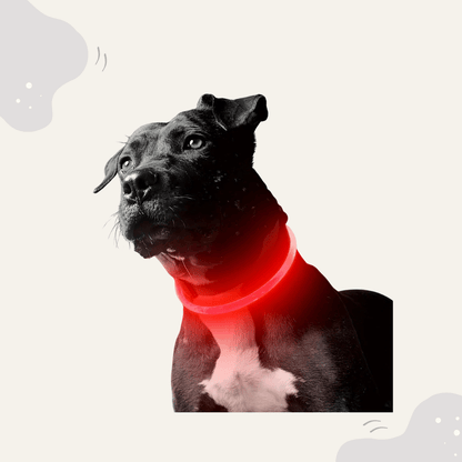 Animoraa LED Hundehalsband Leuchtend - Animoraa