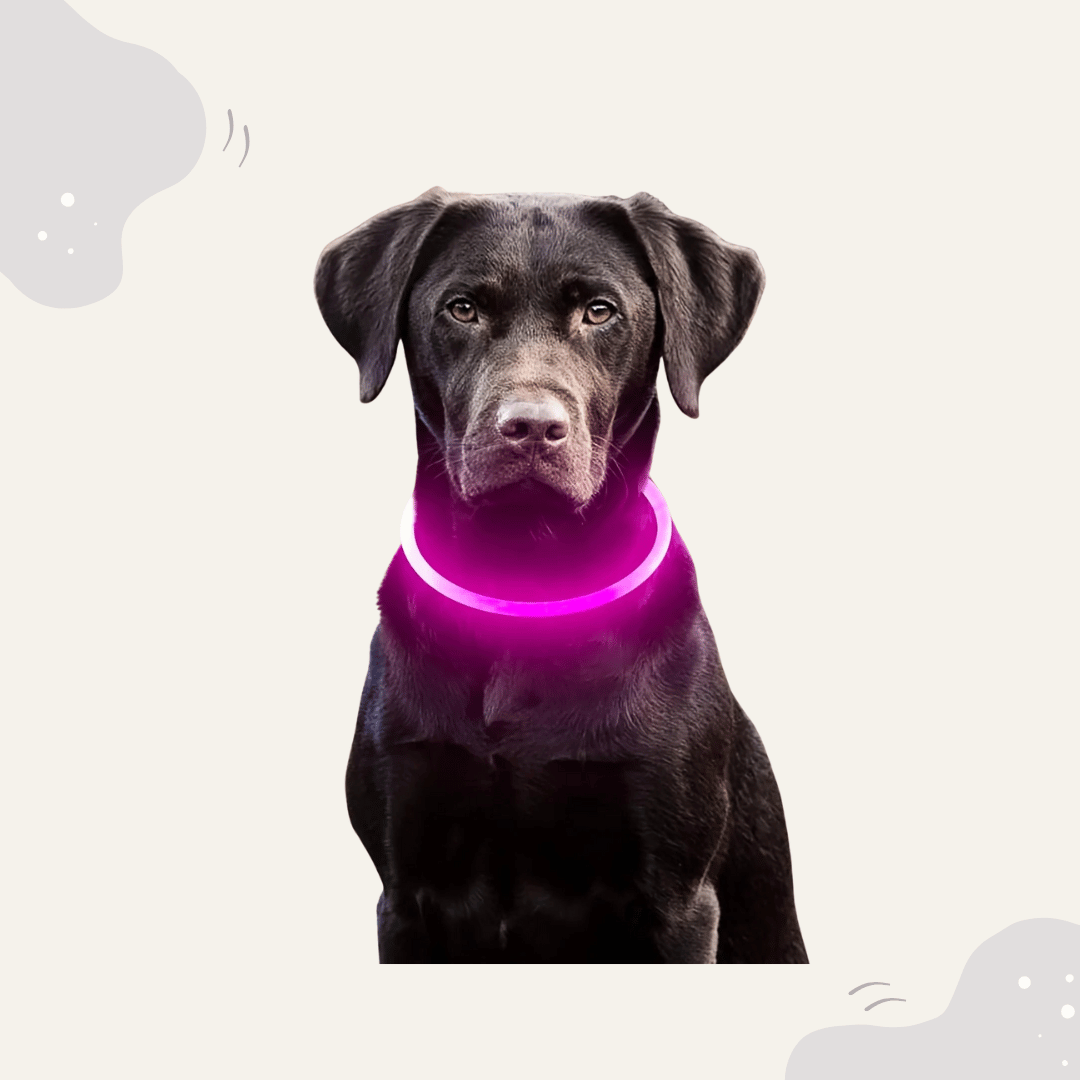 Animoraa LED Hundehalsband Leuchtend - Animoraa