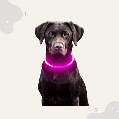 Animoraa LED Hundehalsband Leuchtend - Animoraa