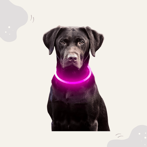 Animoraa LED Hundehalsband Leuchtend - Animoraa