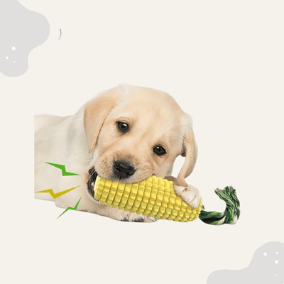 Hundespielzeug - Maiskolben - Animoraa
