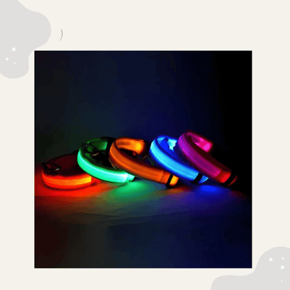 LED Leuchthalsband für Hunde & Katzen – USB aufladbar, 3 Lichtmodi - Animoraa