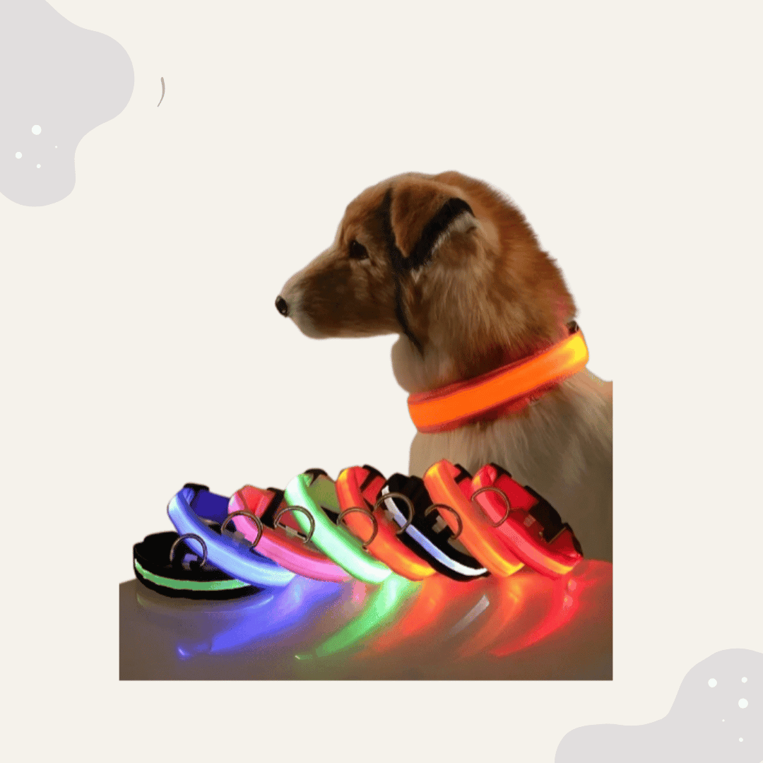 LED Leuchthalsband für Hunde & Katzen – USB aufladbar, 3 Lichtmodi - Animoraa